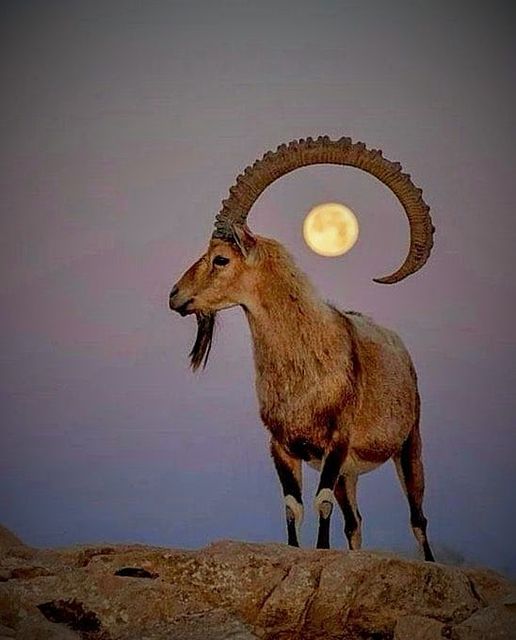 The True Residents of Kurdistan: The Mountain Goats, ”PEZKOVI” – Kiria&nbsp;Fariza